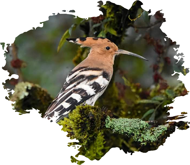 Travel With Me Holiday