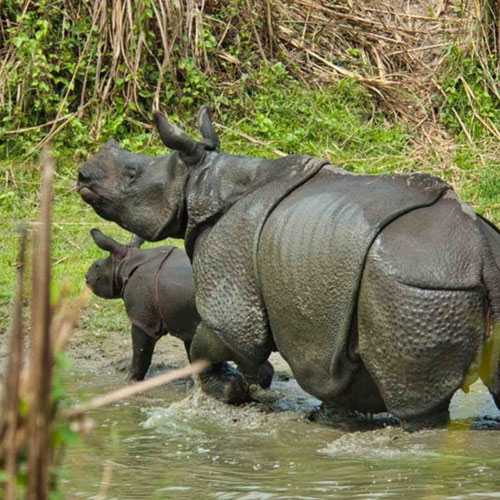 Jaldapara National Park