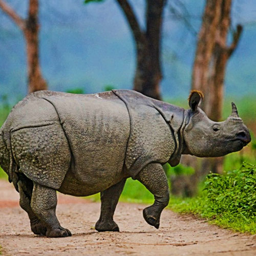 Kaziranga National Park