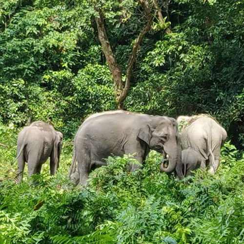 Manas National Park