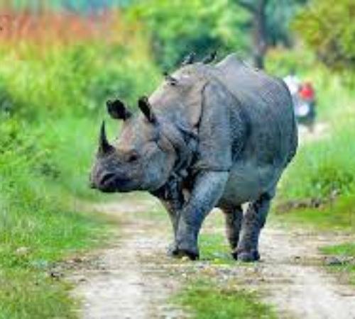 Kaziranga the Rhino