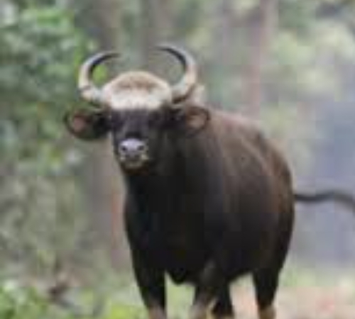 Dooars 2 Night 3 Days