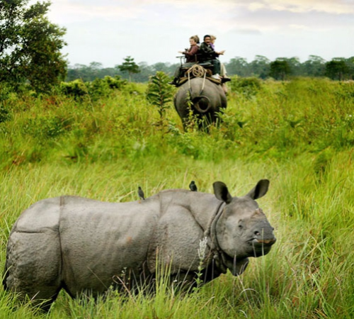 Dooars Jaldapara Gorumara Trip